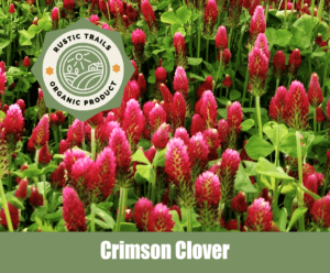 How to grow Crimson clover, Trifolium incarnatum from seeds